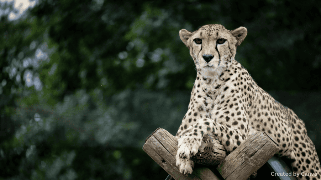 How Nevada Balances Energy Production With Wildlife Protection