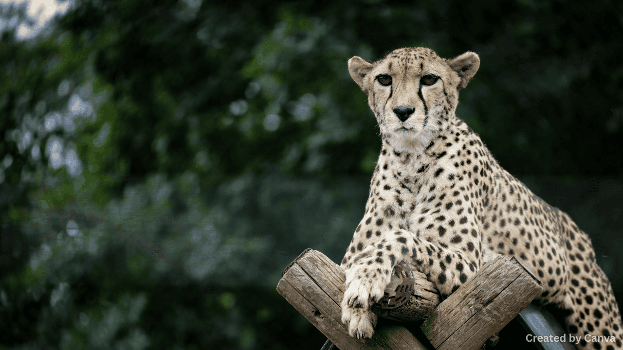 How Nevada Balances Energy Production With Wildlife Protection