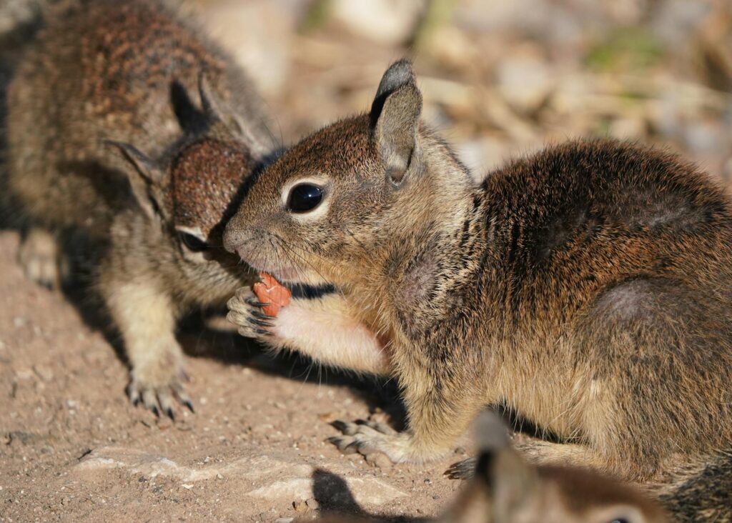 An image depicting local wildlife that benefits from sustainable practices — Paul For Nevada environmental policies
