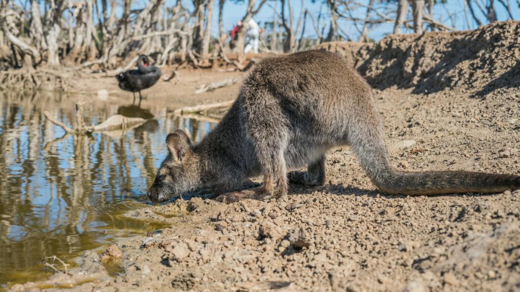 An image showcasing local wildlife affected by climate change — Paul For Nevada climate change plan