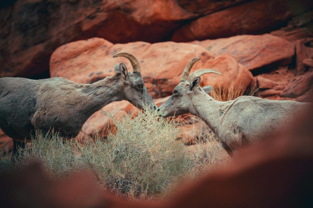A wildlife habitat restoration project funded by Nevada environmental initiatives. — Paul For Nevada environmental policies