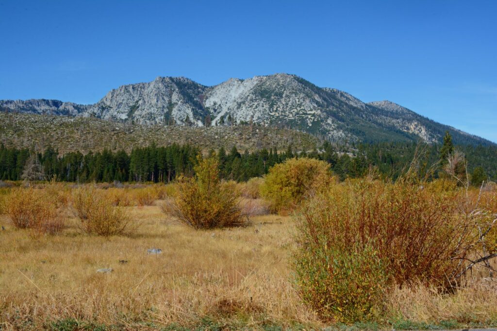 Paul For Nevada comparison